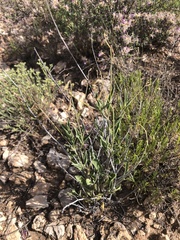 Cyphomeris gypsophiloides