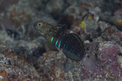 Amblygobius phalaena