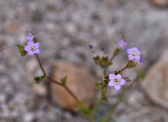 Gilia sinuata