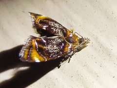 Prochoreutis inflatella