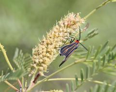 Ctenucha venosa
