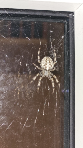 Cross Orbweaver