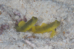 Cryptocentrus cinctus