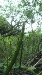 Selenicereus spinulosus