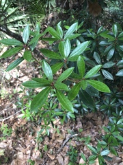 Ternstroemia gymnanthera