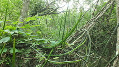 Selenicereus spinulosus