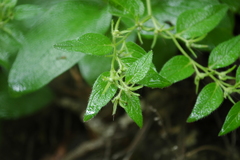Lithospermum helleri
