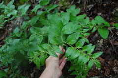 Lithospermum helleri