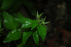 Lithospermum helleri