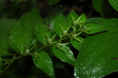 Lithospermum helleri