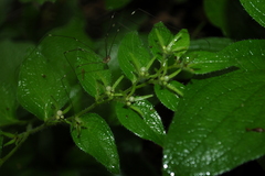 Lithospermum helleri