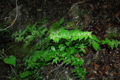 Lithospermum helleri