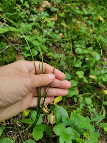 Carex spicata, photograph 2