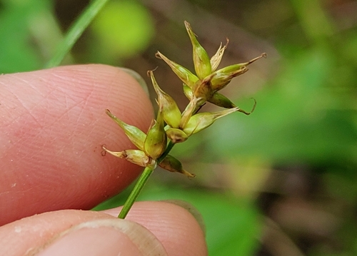 Carex spicata, photograph 3