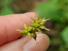 Carex spicata, photograph (c) Екатерина Гущина, some rights reserved (CC BY)