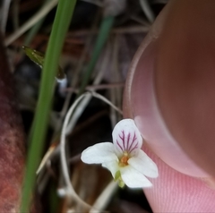 Viola minuscula
