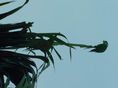 Brotogeris pyrrhoptera