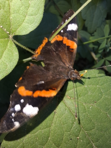 Red Admiral