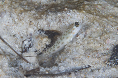 Ctenogobiops feroculus