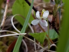 Viola minuscula