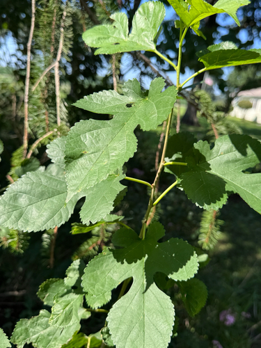 white mulberry