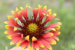 Gaillardia × grandiflora