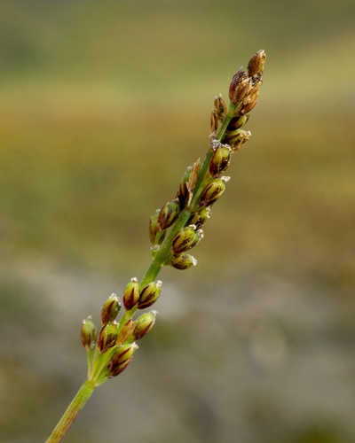 Phippsia algida, 2026-08-16