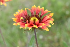 Gaillardia × grandiflora