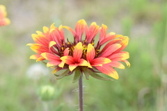 Gaillardia × grandiflora