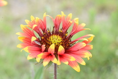 Gaillardia × grandiflora