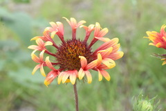 Gaillardia × grandiflora