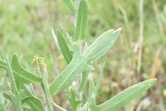 Gaillardia × grandiflora