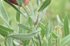 Gaillardia × grandiflora