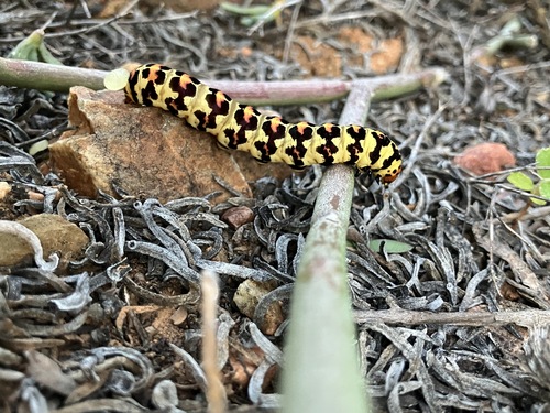 Cherry Spot photo 4