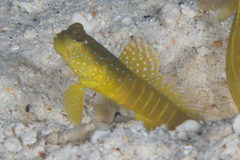 Cryptocentrus cinctus