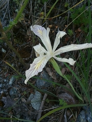 Iris tenuissima