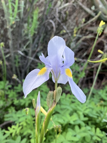 Moraea polystachya, photograph 4