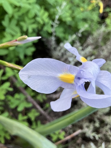 Moraea polystachya, photograph 5