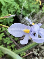 (c) Kobus Meyer, some rights reserved (CC BY) Moraea polystachya, photograph (c) Kobus Meyer, some rights reserved (CC BY)