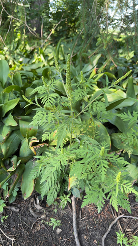 common ragweed