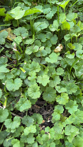 ground-ivy