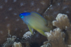 Chrysiptera oxycephala