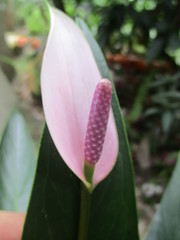 Anthurium antioquiense