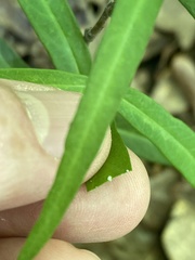 Thyrsanthella difformis