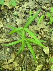 Thyrsanthella difformis