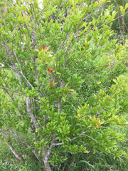 Capparis canescens