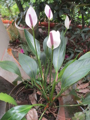Anthurium antioquiense