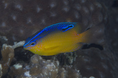 Pomacentrus simsiang