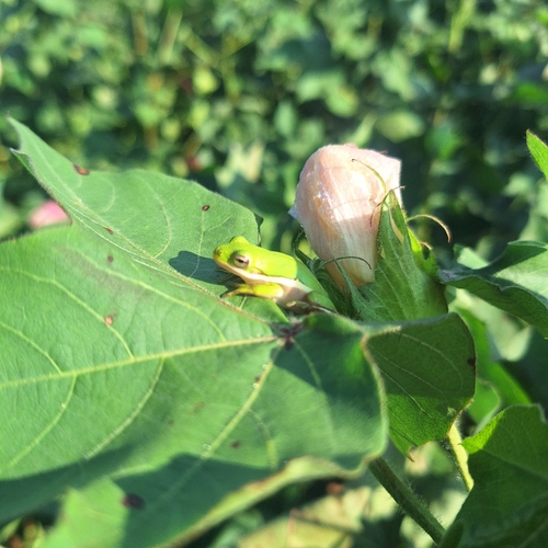 Green Treefrog