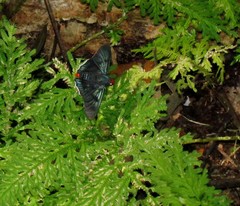 Passova glacia